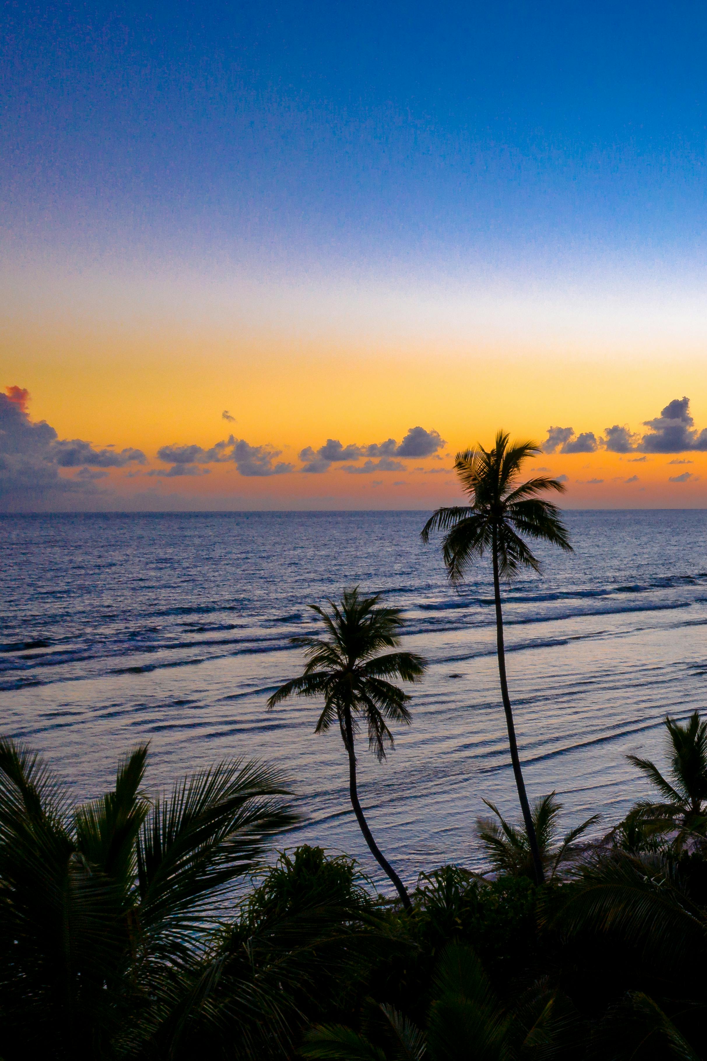 Tropical sunset with palm trees